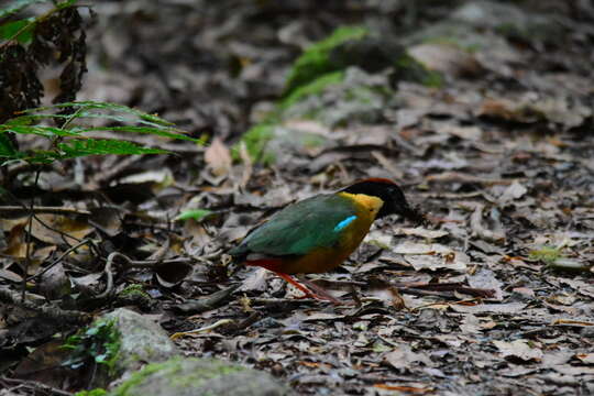 Image of Noisy Pitta