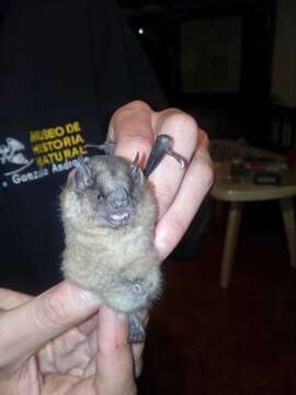 Image of highland yellow-shouldered bat