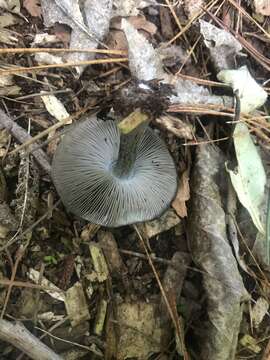 Image of Pluteus velutinornatus G. Stev. 1962