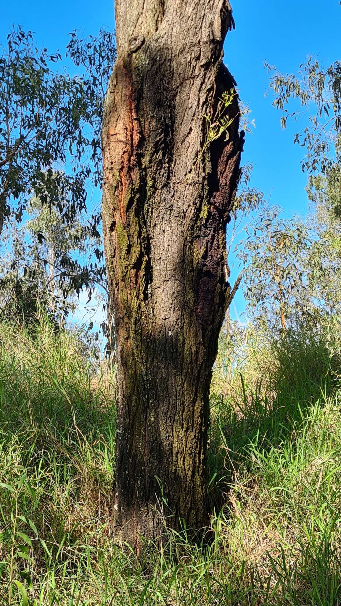 Image of northern gray ironbark