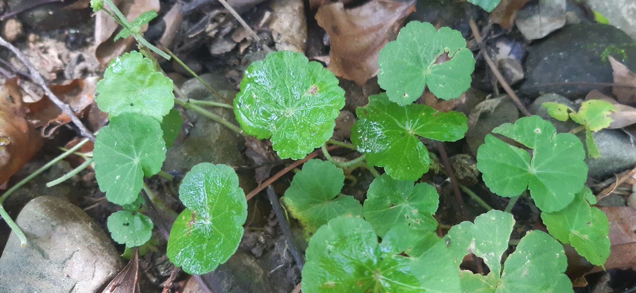 Image de Hydrocotyle nepalensis Hook.