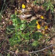 Image of Geum sylvaticum Pourret