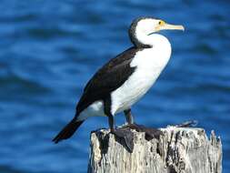 Image of Phalacrocorax varius hypoleucos (Brandt & JF 1837)