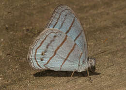 Image of Cepheuptychia glaucina Bates 1865