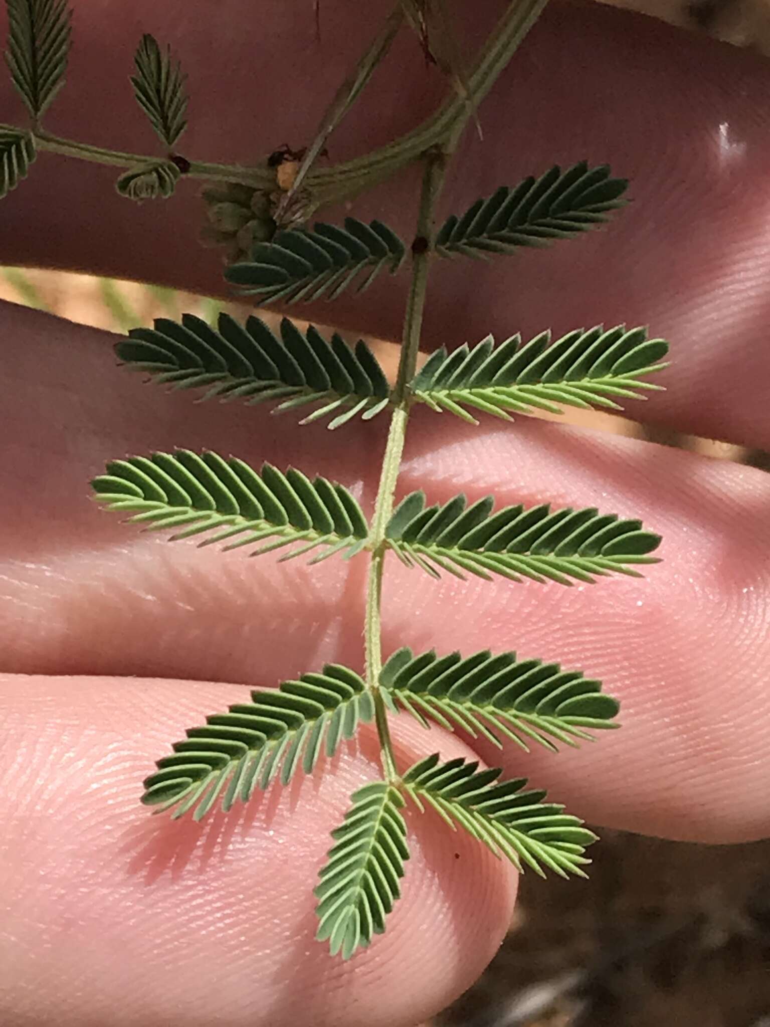 Image of Prairie Acacia