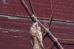 Image of Entoria miyakoensis Shiraki 1935