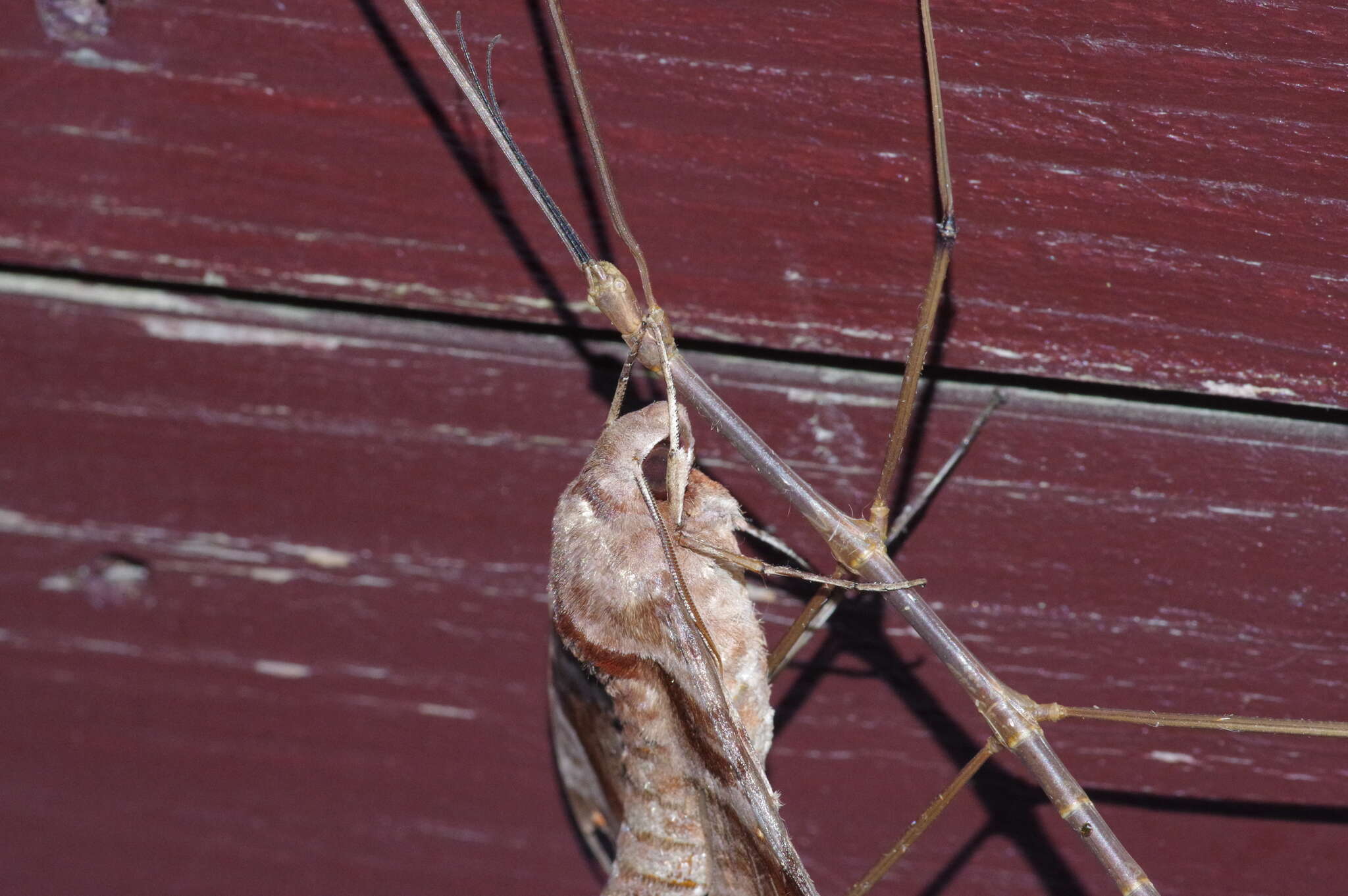 Image of Entoria miyakoensis Shiraki 1935