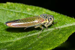 Image of Macugonalia cavifrons (Stal 1862)