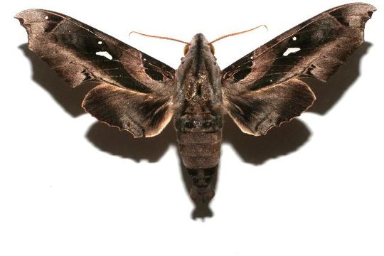 539.blpbe 07 srnp 101642 dhj611606 1177357590 jpg.580x360