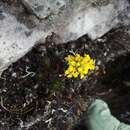 Image of Draba litamo L. Uribe