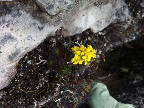 Image of Draba litamo L. Uribe