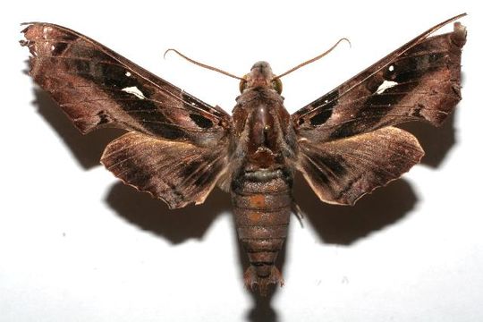 539.blpbe 07 srnp 101643 dhj611607 1177357978 jpg.580x360