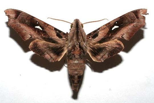 539.blpbe 07 srnp 101644 dhj611608 1177357998 jpg.580x360