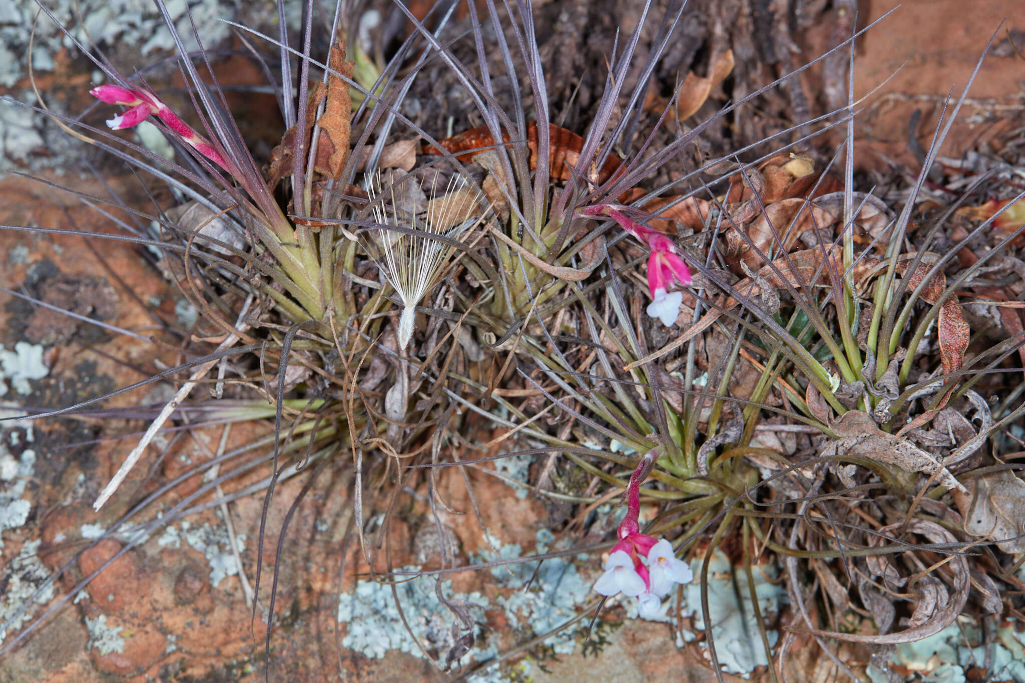 Image of narrowleaf airplant