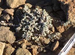 Image of Helichrysum pumilio (O. Hoffm.) Hilliard & Burtt