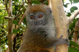 Image of Bamboo Lemur