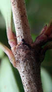 Image of Coprosma propinqua var. latiuscula Allan