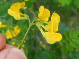 Image of Scorpion Senna