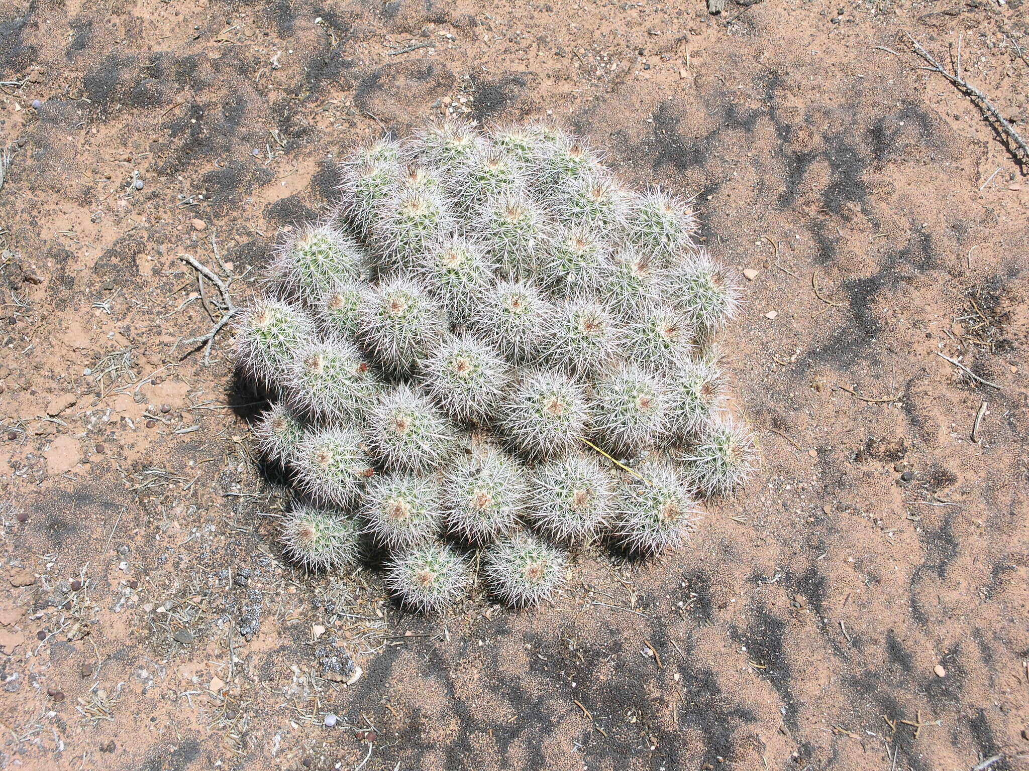 Image de Echinocereus coccineus subsp. coccineus