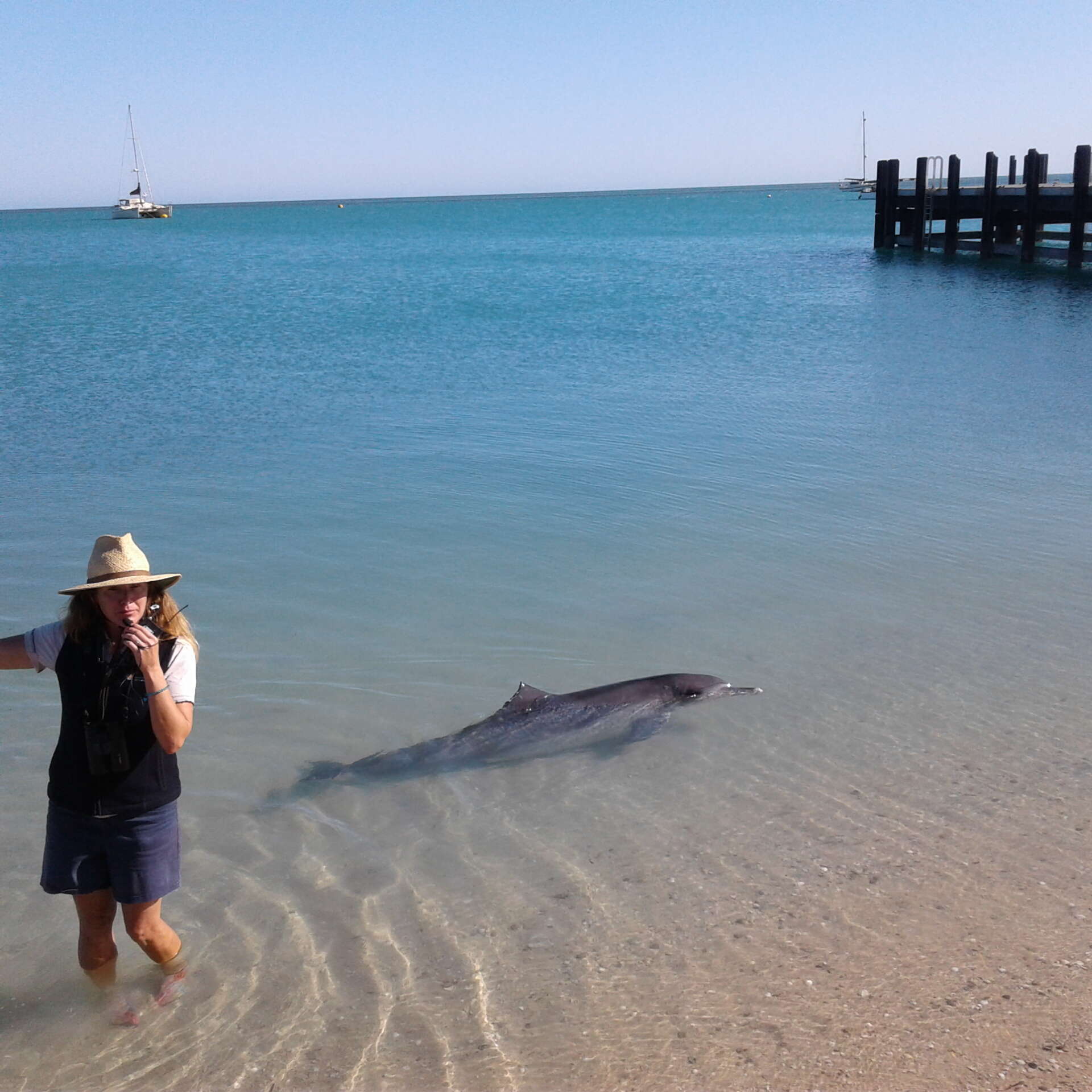 Image of Indian Ocean Bottlenose Dolphin