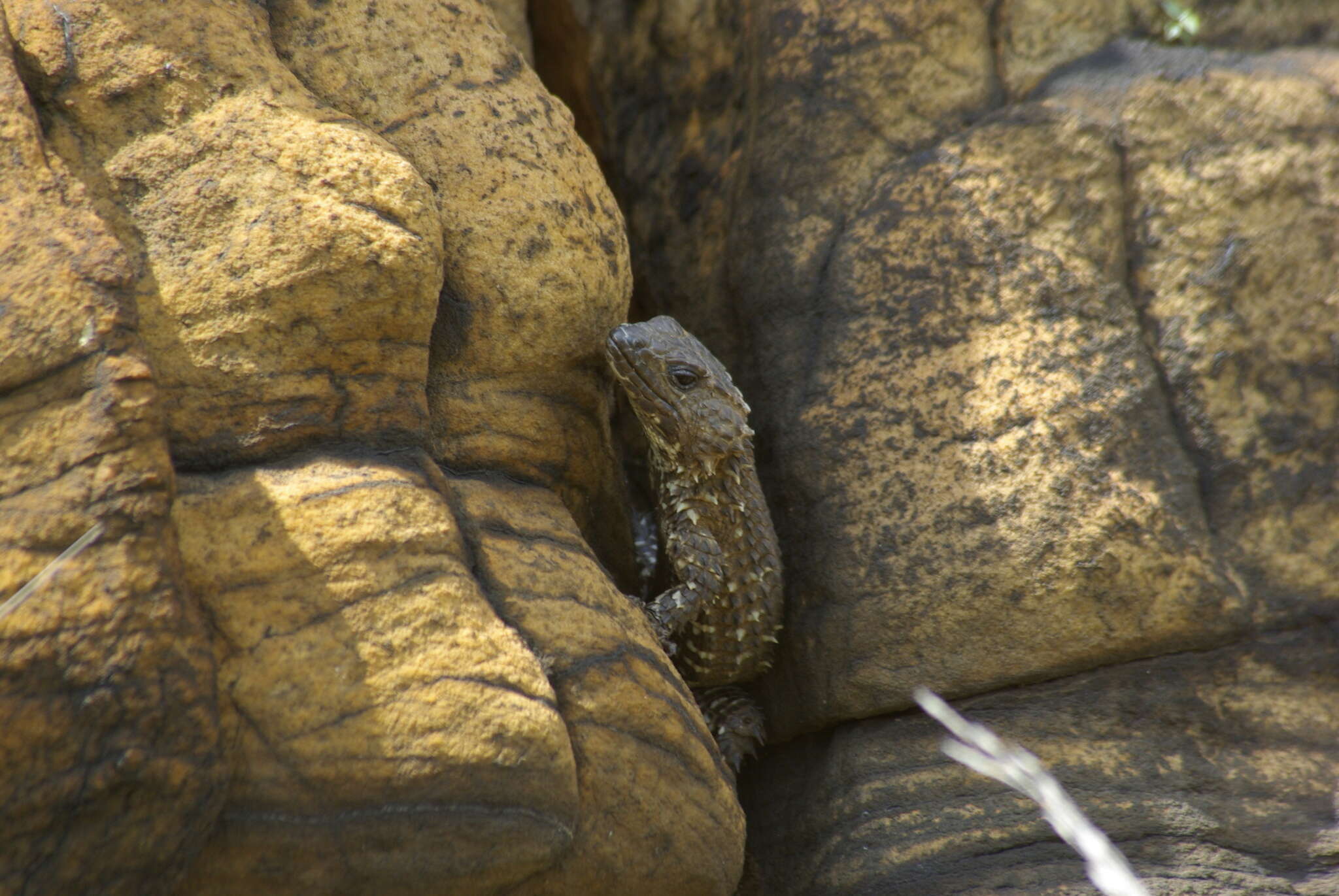 Image of Van Dam's Girdled Lizard