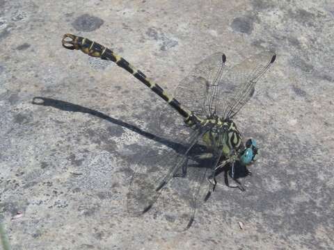 Image of <i>Onychogomphus forcipatus unguiculatus</i>