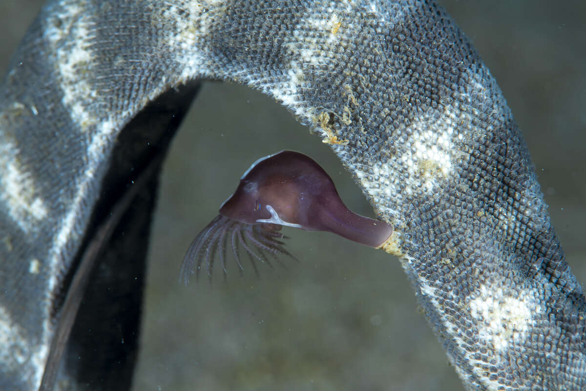 Conchoderma hunteri (Owen 1830)的圖片