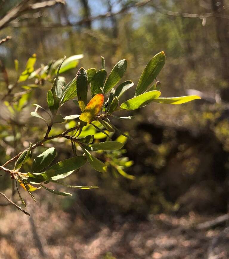 Sivun Leptospermum trinervium (Smith) J. Thompson kuva