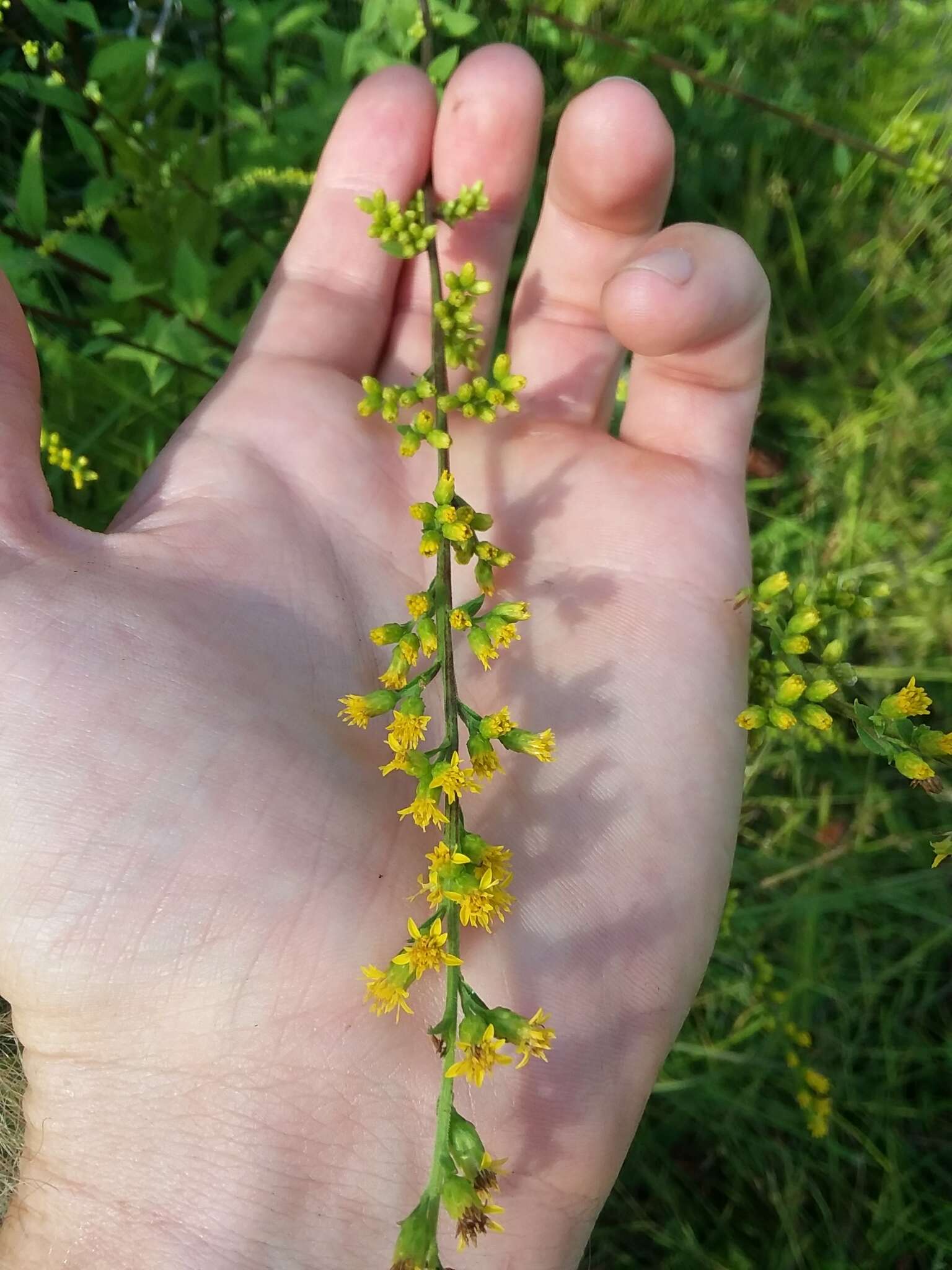 Image of roundleaf goldenrod