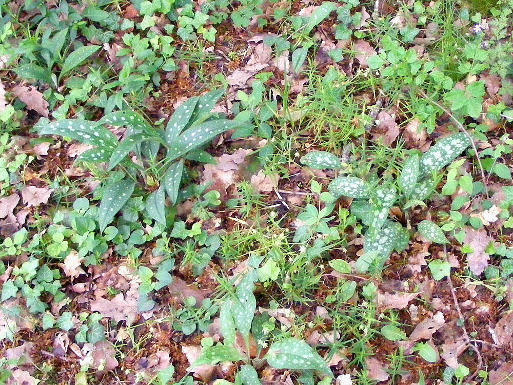 Image of Pulmonaria longifolia (Bast.) Boreau