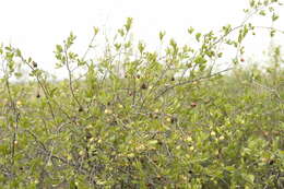 Diospyros lycioides subsp. lycioides的圖片