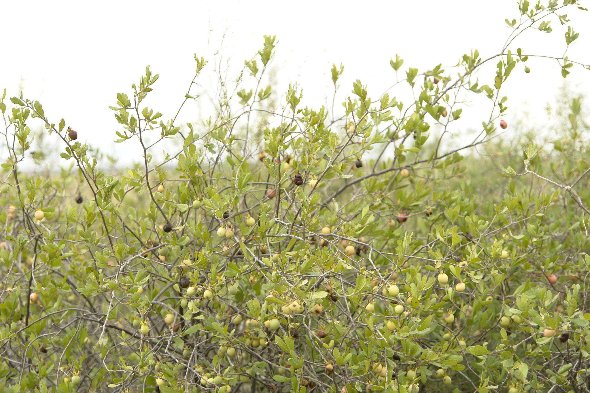 Sivun Diospyros lycioides subsp. lycioides kuva