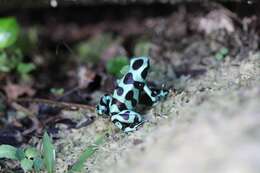 Image of Gold Arrow-poison Frog