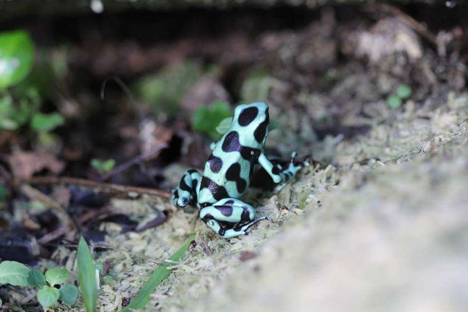 Image of Gold Arrow-poison Frog