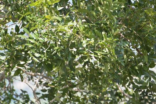 Image of Honduras Mahogany