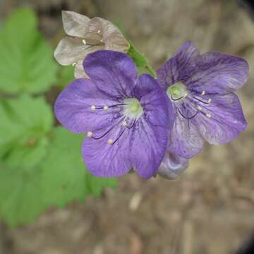 Phacelia grandiflora (Benth.) A. Gray的圖片