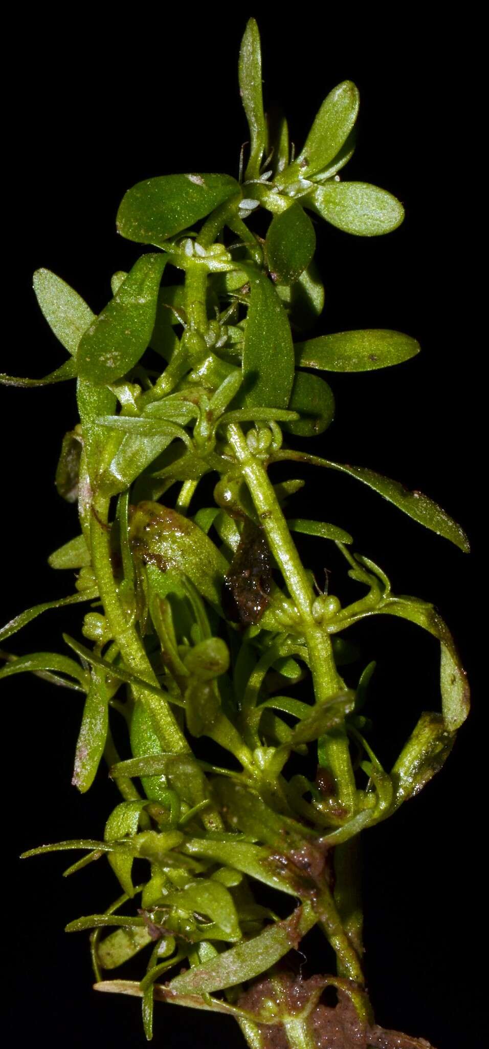 Image of terrestrial water-starwort