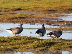 صورة Branta bernicla bernicla (Linnaeus 1758)