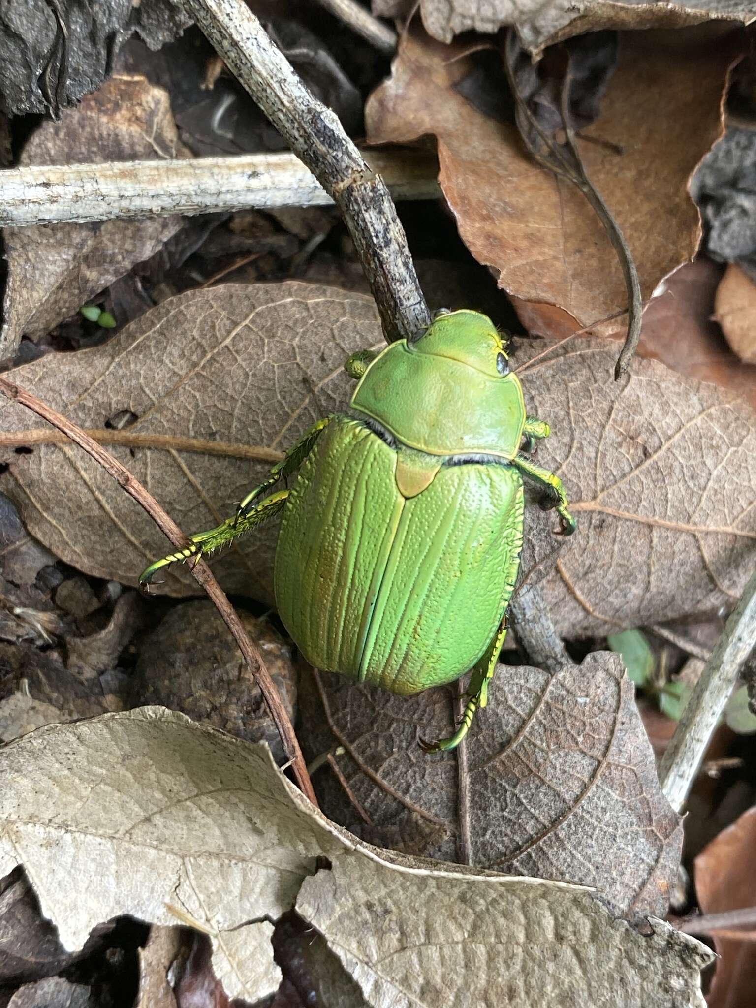 Imagem de Chrysina laniventris (Sturm 1843)