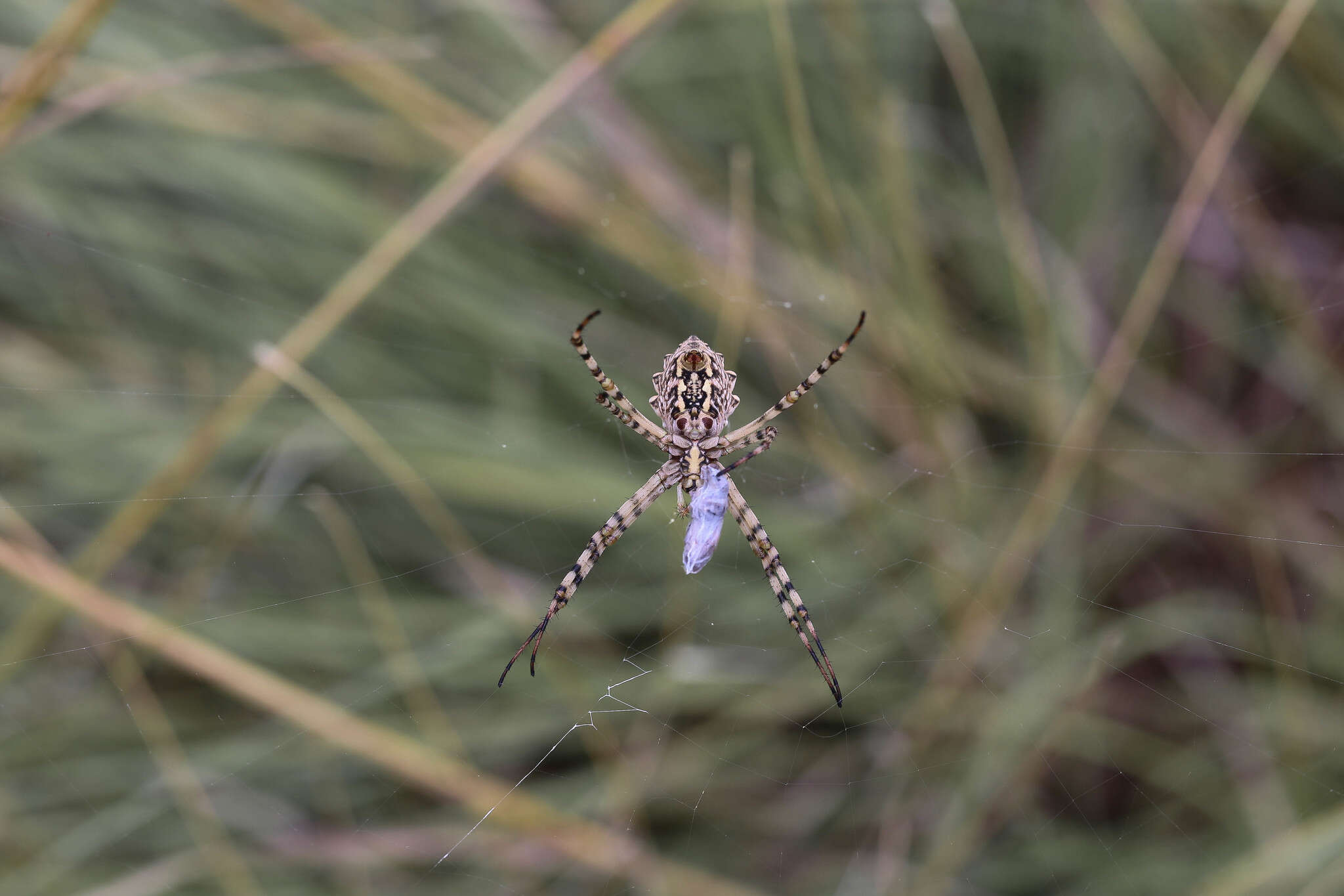 Image of Argiope lobata (Pallas 1772)