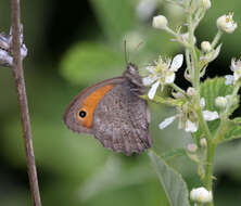 Image of Hyponephele lupinus Costa 1836