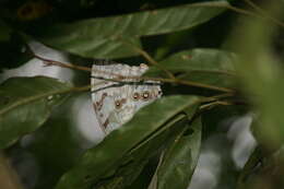 Imagem de Morpho polyphemus Westwood (1850)