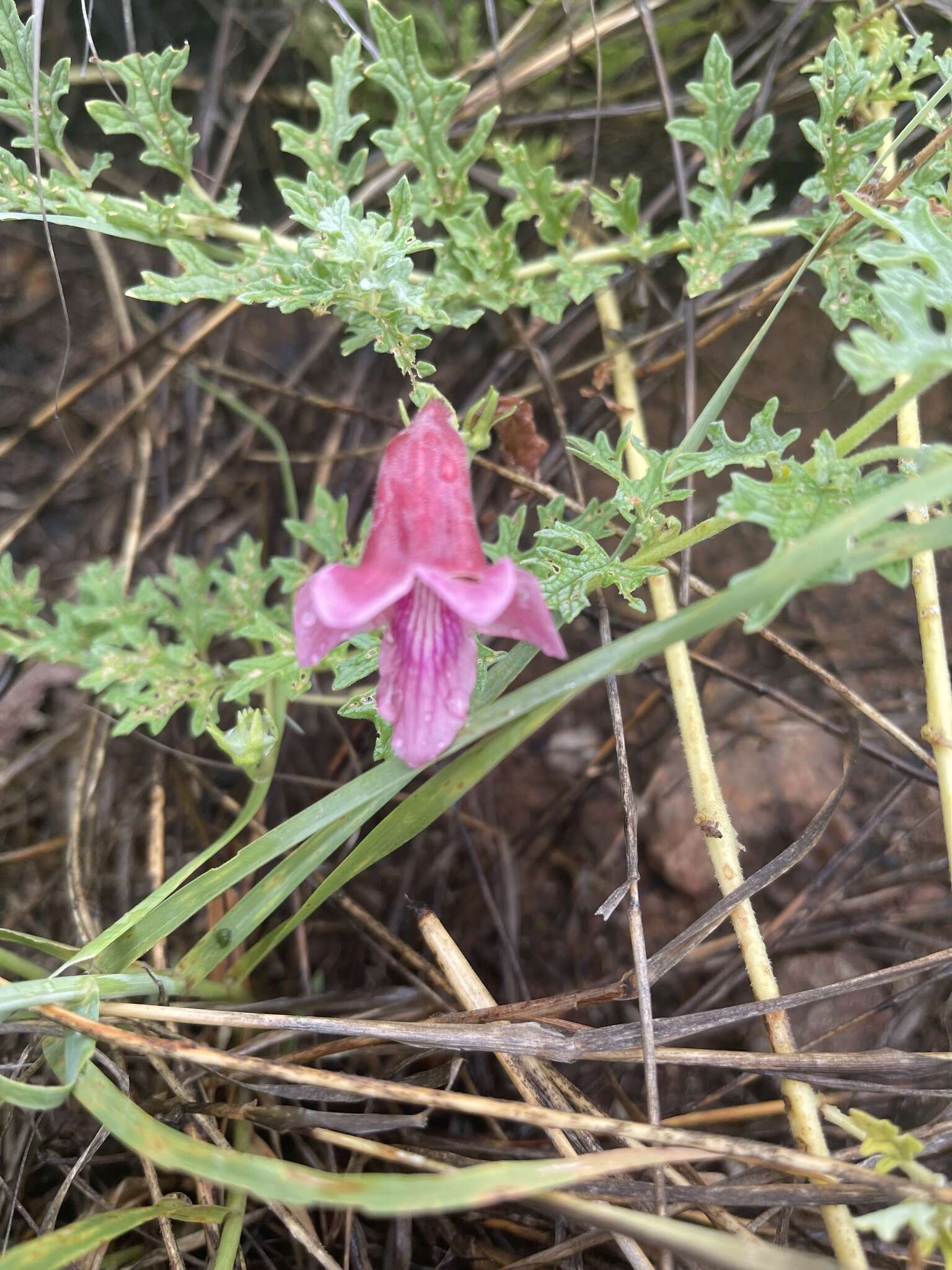 Plancia ëd Dicerocaryum senecioides (Klotzsch) Abels