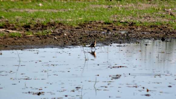 Image of Nicaraguan Grackle