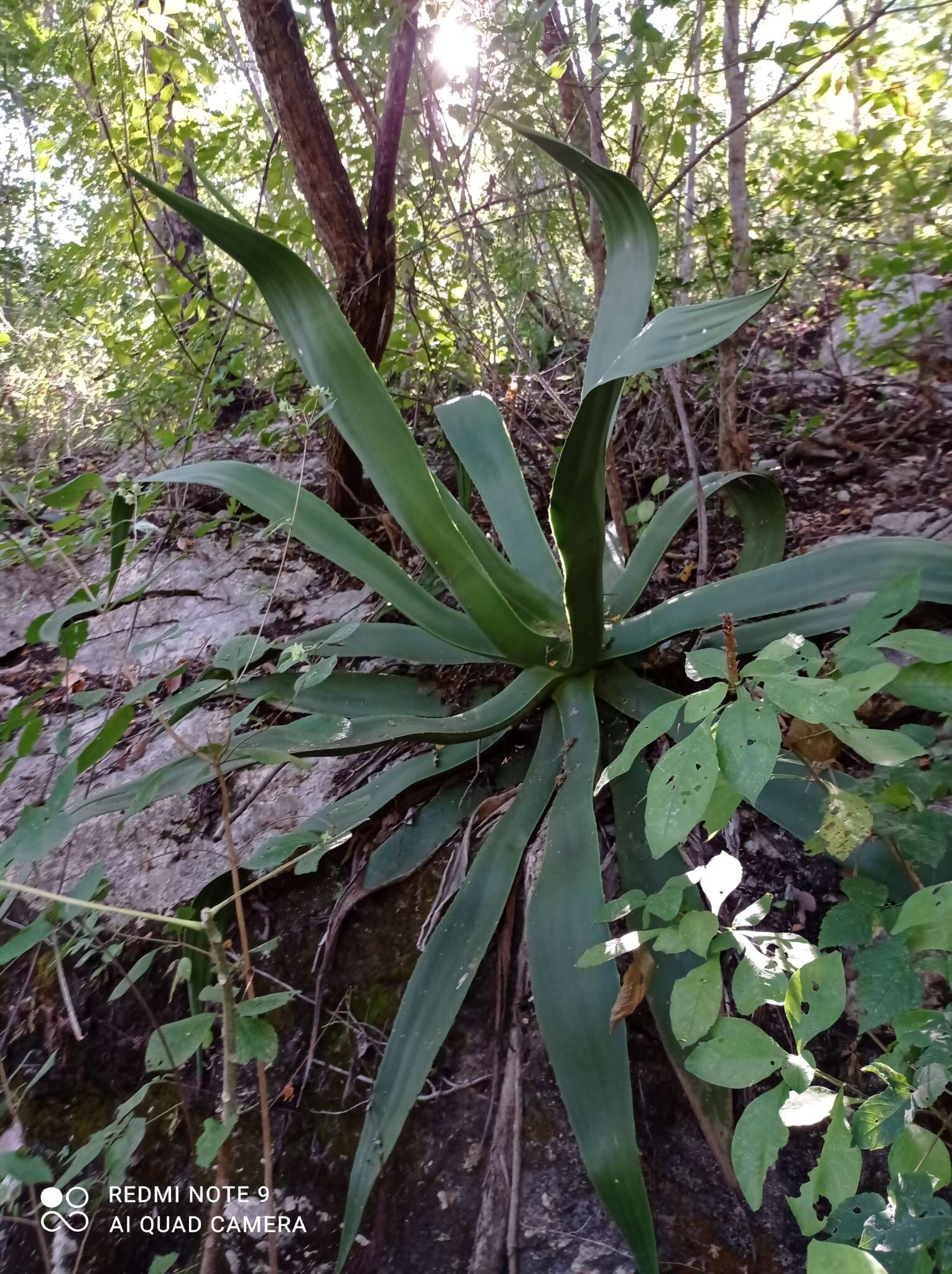 Image of Grijalva's agave