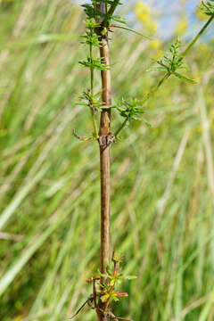 Plancia ëd Galium pomeranicum Retz.