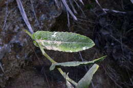 Senecio banksii Hook. fil.的圖片