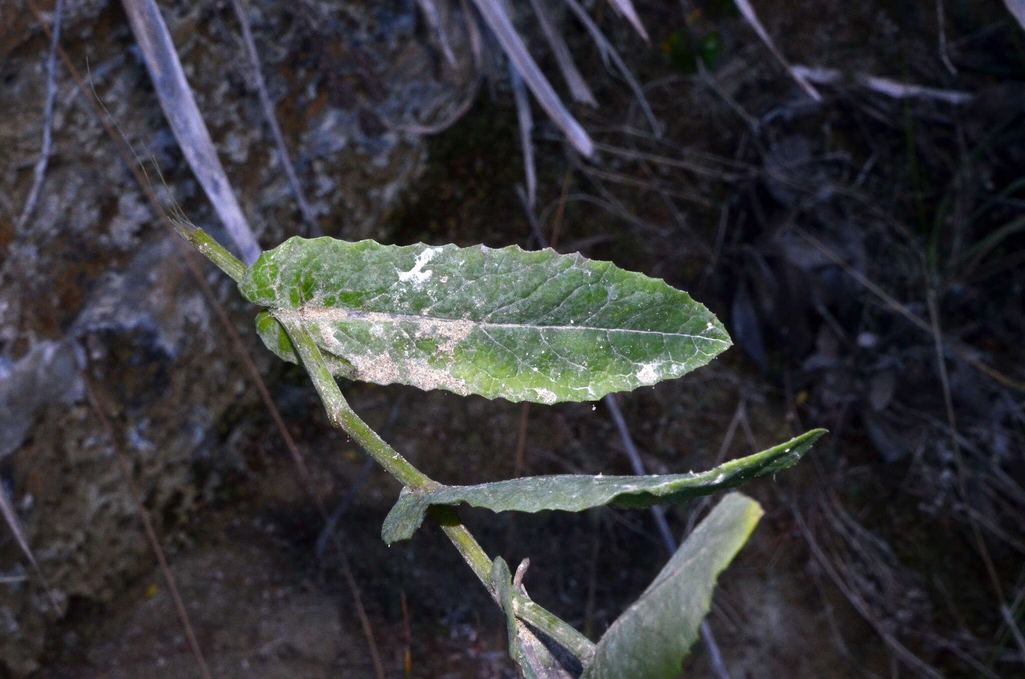 Plancia ëd Senecio banksii Hook. fil.