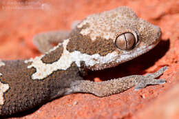 Image of Rough Thick-toed Gecko