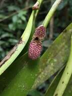 Image of Snake's head restrepiella